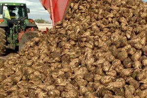 Цукрові буряки — все особливості обробітку від А до Я