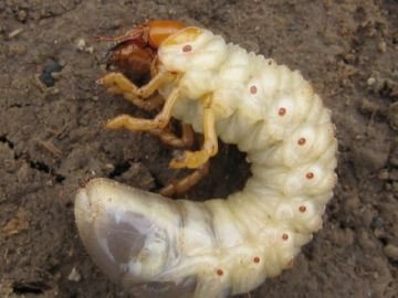 Найнебезпечніші шкідники коріння рослин: дощовий червяк, долгоножки, проволочники та інші