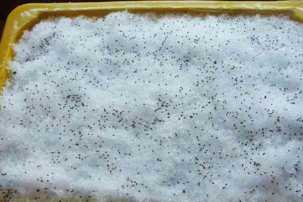 Як правильно садити насіння петунії в гранулах: покрокове керівництво по вирощуванню розсади