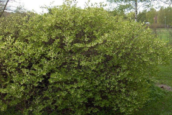 Садова рослина жимолость: що ми знаємо про чагарнику