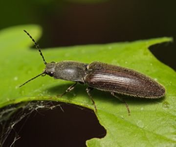 Жуки ковалики: небезпека в вашому городі