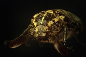 Мармуровий хрущ – ворог лісів і виноградників