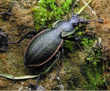 Хлібна жужелиця, як виглядає, яку небезпеку для сільського господарства становлять личинки і дорослі жуки