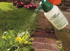 Як підготувати грунт для посадки газону: вибір місця, приготування грунту