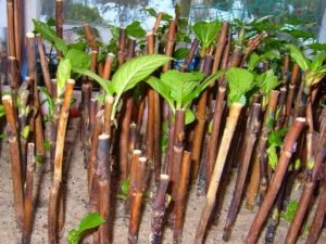 Кімнатна гортензія в домашніх умовах: рекомендації по посадці і поради по догляду