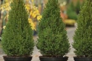 Обрізка туї навесні: опис і основні правила формування крони для пишного куща