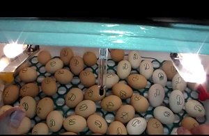 Навіщо потрібен інкубатор для яєць: правила виведення курчат, оптимальний режим і фото