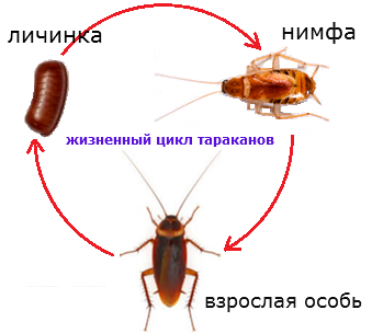 Як розмножуються таргани в домашніх умовах Як розмножуються таргани в домашніх умовах