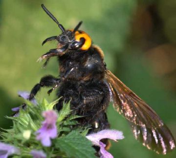 Сколії: паразитуючі оси