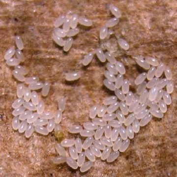 Піщана блоха   як не привезти хвороба з теплих країн