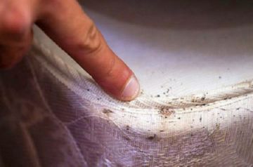 Клопи у дивані: позбутися самостійно або викликати дезинсекторов