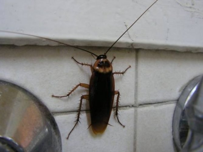 Таргани в квартирі: що робити і як позбутися