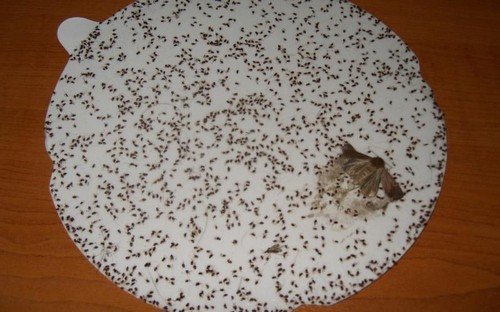 Як вивести бліх з квартири швидко і ефективно?