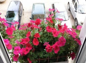 Вирощування петунії на балконі: тонкощі посадки та рекомендації по догляду