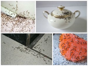 Чим небезпечні мурахи в квартирі: небезпечні шкідники