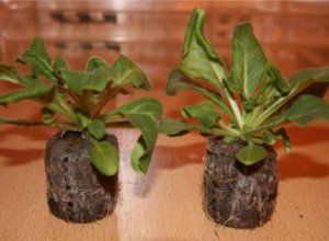 Чому падає розсада петуній: причини, їх усунення та поради експертів щодо захисту сходів від хвороб