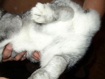 Пацюча блоха: опис, розмноження, заходи боротьби, допомога при укусах Пацюча блоха: опис, розмноження, заходи боротьби, допомога при укусах