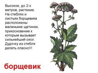Борщевичная міль, як правильно з нею боротися