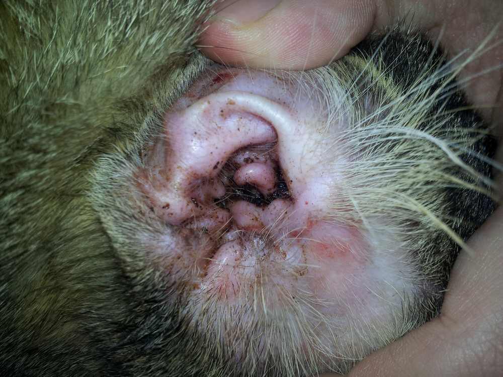 Вушний кліщ у собак симптоми, фото і лікування в домашніх умовах Вушний кліщ у собак симптоми, фото і лікування в домашніх умовах