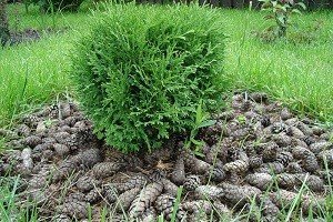 Малі елементи великого дизайну — карликові туї: особливості висадки на ділянці і опис популярних сортів