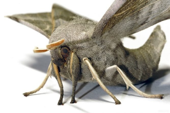 Тополина моль в квартирі: засоби та заходи боротьби