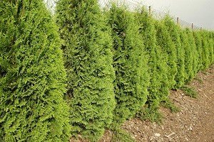 Найпопулярніші сорти туї східної — Біота і Гармонія: характерні особливості та правила догляду