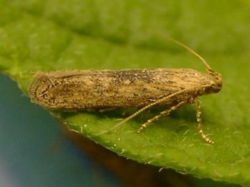 Картопляна міль: зовнішній вигляд, способи боротьби, профілактичні заходи