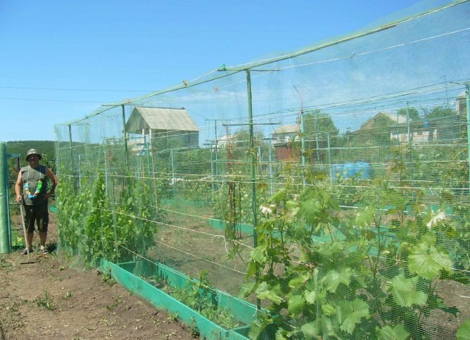 Врятуємо виноград від навали ос