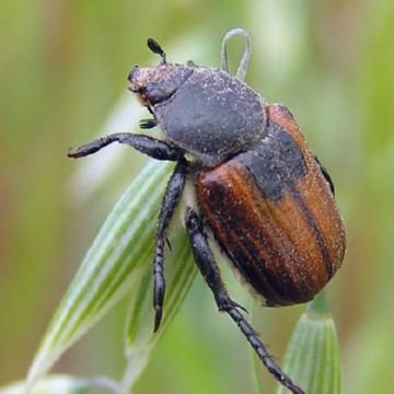 Вороги зернових: смугаста хлібна блішки та інші шкідливі комахи
