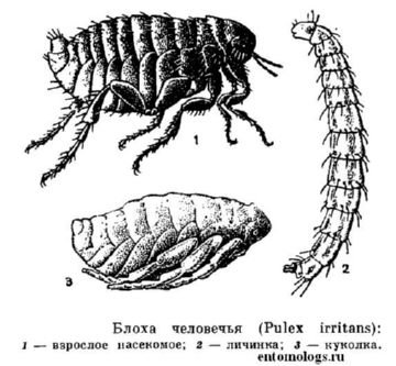 Як виглядає людська блоха і як від неї позбутися