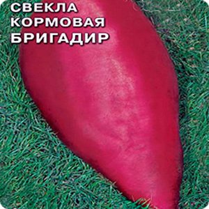 Кормова буряк: історія походження, а так само найпопулярніші сорти і секрети вирощування