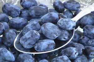 Садова рослина жимолость: що ми знаємо про чагарнику