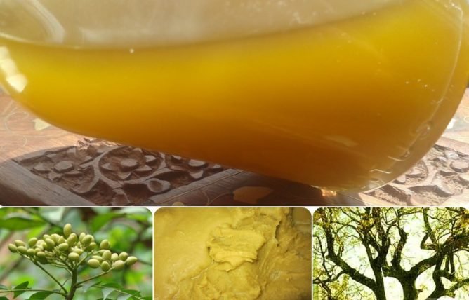 Попелиця на смородині: як боротися