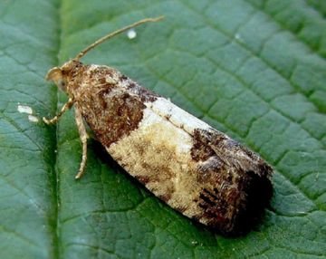 Як захистити сад від небезпечних комах шкідників плодових культур: златок, вертуний, трубковертов, чехлоносок і казарок