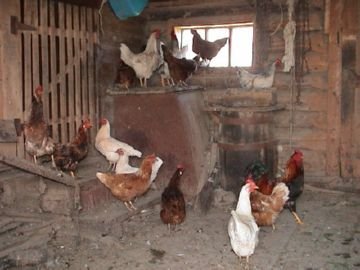 Аргасовые кліщі   як захистити себе і своїх тварин від паразитів