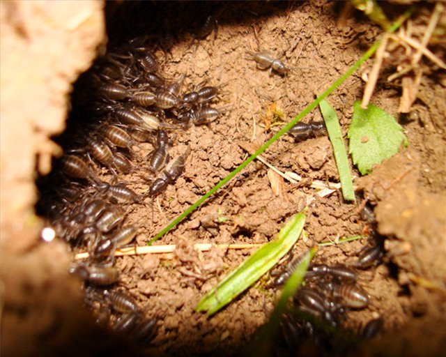 Коли труїти вовчка навесні: ефективні способи