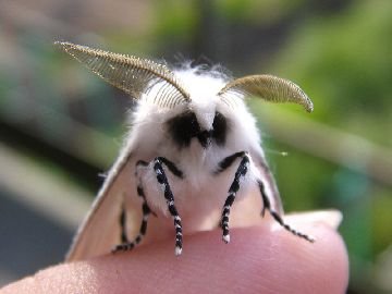 Волнянка – шкідливі гусениці і метелики в садах і лісах