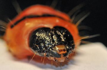 Все про заходи боротьби з шашіль пахучии, або ивовым