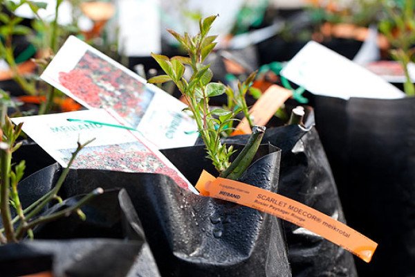 Плетисті троянди: 20 найефектніших сортів за відгуками розоводов