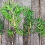 Кулясті туї — справжня прикраса садового ландшафту: опис сортів та особливості вирощування