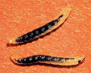 Як розмножуються блохи: як розвиваються яйця і личинки бліх