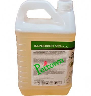 Звідки зявляються домашні клопи питання вимагає швидкої відповіді Звідки зявляються домашні клопи питання вимагає швидкої відповіді