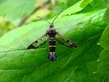 Стеклянница: опис, розмноження, заходи морьбы