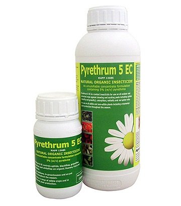 Ефективні засоби проти клопів у квартирі: коротка характеристика і оцінка ефективності