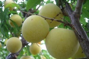 Китайська зливу: опис сортів та секрети фахівців по догляду