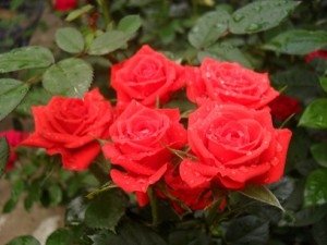 Низькорослі бордюрні квіти: правила підбору і види рослин, поради по догляду та фото