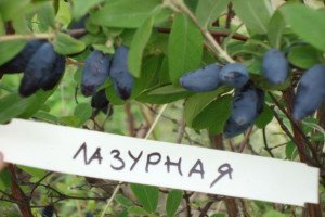 Садова рослина жимолость: що ми знаємо про чагарнику