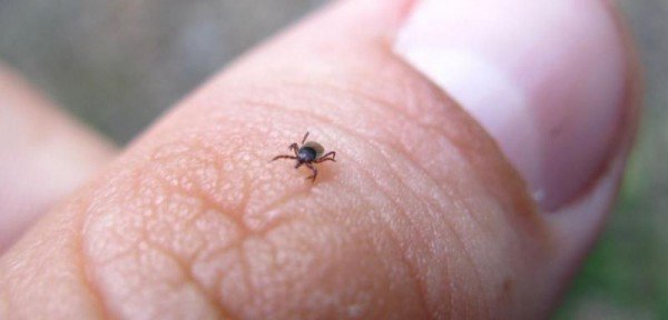 Акарицидну обробка проти кліщів: запобіжні заходи і ціна