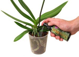 Добрива для орхідей — вибираємо кращий вид підгодівлі для цвітіння в домашніх умовах