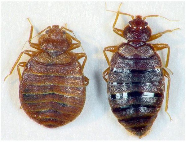 Клопи у квартирі як позбутися   три методу боротьби